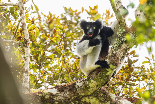 Nice lemur among the leaves of the tree