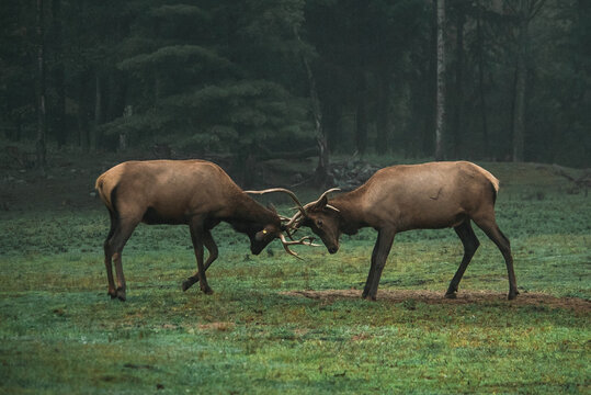 Wild male deer standing on green meadow in woods and fighting with antlers during foggy morning