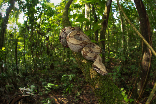 Boa constrictor hanging from mossy tree in woods