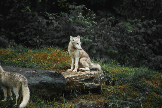 Pack of cute fluffy wolf cubs on green grass in woods in cloudy weather