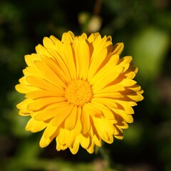 Marigold flower.