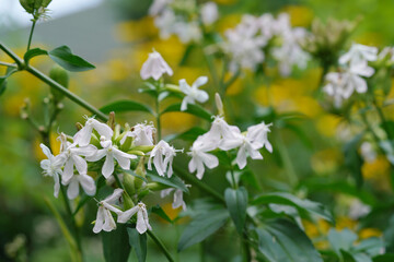 white phlox flowers on a blurry background