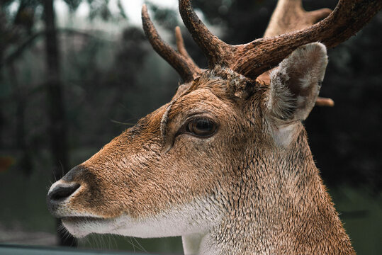 Side view of wild spotted deer with antlers pasturing in woods near pond on cloudy day