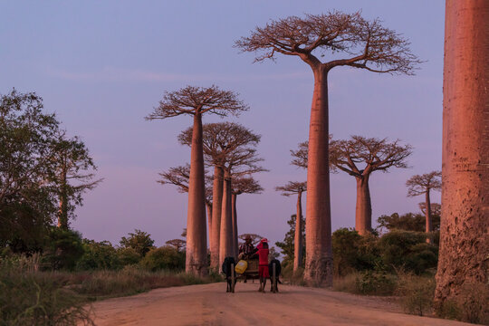 Unrecognizable people walking with shabby carriage along sandy road surrounded by tall baobab trees during sunset