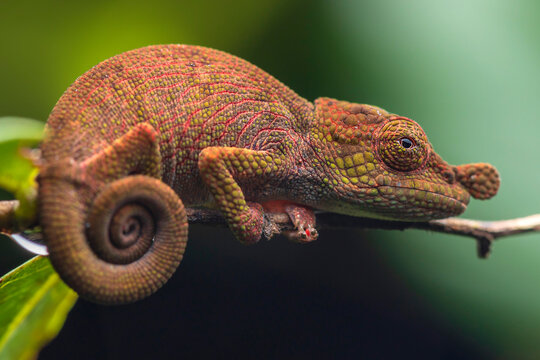 Side view closeup of amazing chameleon sitting on twig on green background.