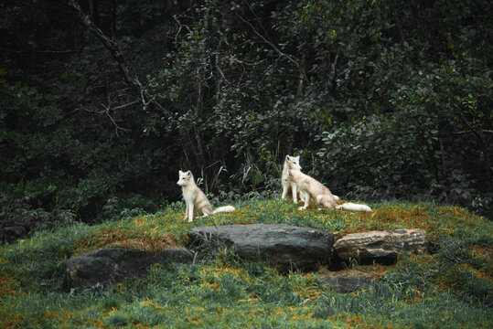 Pack of cute fluffy wolf cubs on green grass in woods in cloudy weather