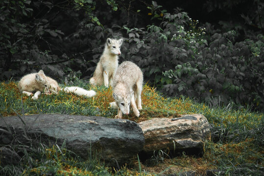 Pack of cute fluffy wolf cubs on green grass in woods in cloudy weather