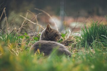 cat on the grass