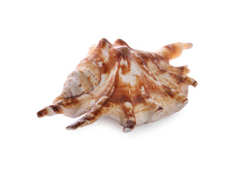 Beautiful exotic sea shell isolated on white