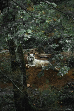 Wild wolf relaxing on ground under tree in woods on cloudy day