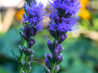 Une abeille posant sur une fleure sans insouciance