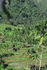 Rice Terraces located in the northern mountains of Bali