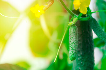 Cucumbers in greenhouse. Autumn vegetable harvest on organic farm.