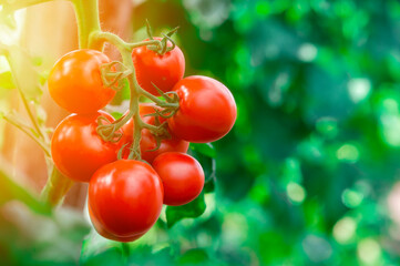 Ripe tomato cluster in greenhouse. Autumn vegetable harvest on organic farm.