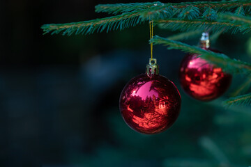 red Christmas balls with reflection decorate the green branches of the Christmas tree.