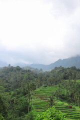 Rice Terraces located in the northern mountains of Bali