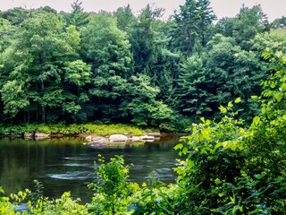 Clarion river in Cook Forest State Park in Pennsylvania near the Allegheny National Forest.  Lots of green trees along the river!