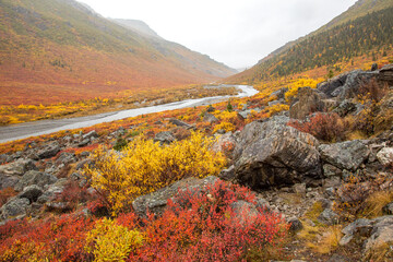Savage River and autumn colored brush on the tundra in Denali National Park, Alaska