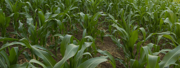 Obraz premium banner for your project. corn grows beautiful and green