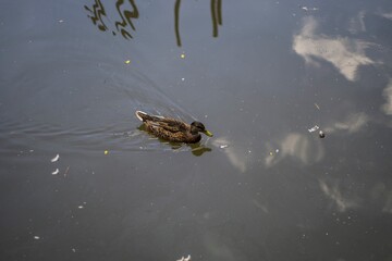 Fototapeta premium Duck in the pond