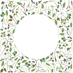 Vector round frame with microgreen. Herbs - pea, sunflower, onion, corn, basil, china rose, spinach, fennel, sorrel, collard, dill, salad burnet, kohlabi, barley, tatsoi on a white background.