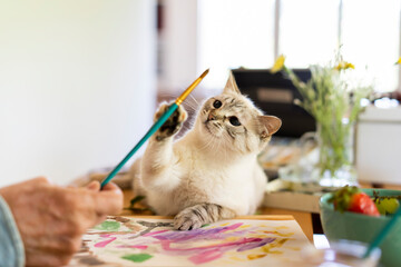 Cute cat reaching paintbrush held by senior man at home