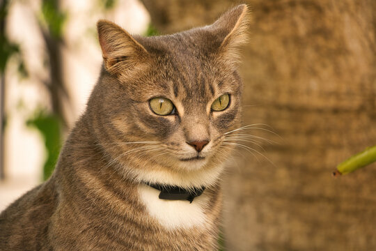 Beautiful look of a domestic tabby cat sitting and looking forward with an unfocused garden background.