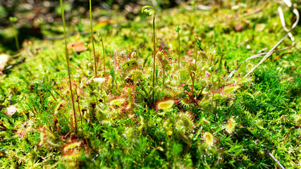Bright green-red predatory plant Drosera rotundifolia among moss in the forest. Close up. 