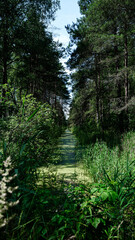 Former peat mining channel in a dense forest, swampy terrain, vertical green landscape.