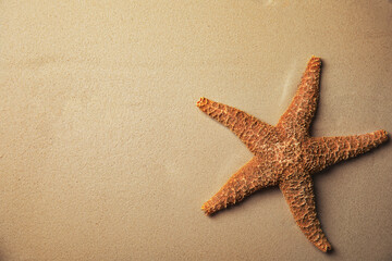 Fototapeta na wymiar Beautiful starfish on sand, top view. Space for text