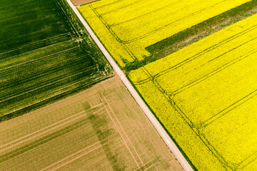 Germany, Rhineland-Palatinate, Gabsheim, Helicopter view of countryside dirt road stretching along vast rapeseed field in summer