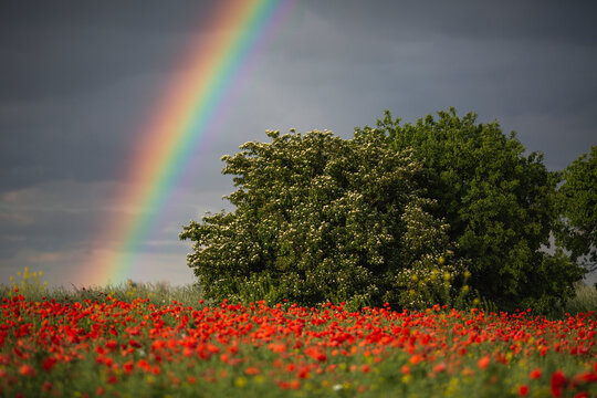Poppy field with rainbow on sky