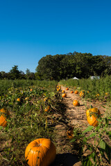 A pumpkin field with many orange pumpkins in a sunny day with blue sky. 