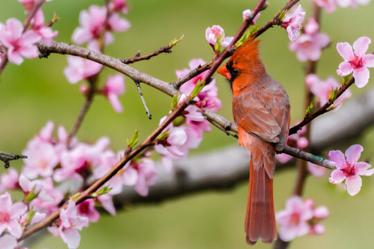 A handsome male cardinal sits on a blooming peach tress in the Spring with green lawn in the background in the garden