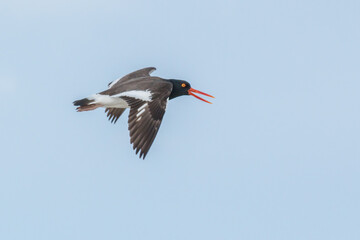 Oyster catcher bird in the flight with mouth open