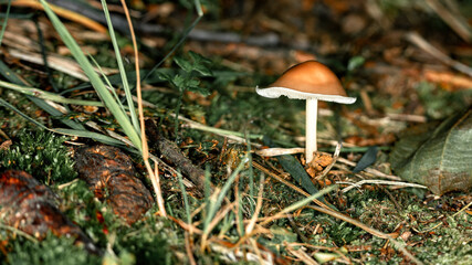 A small mushroom among moss in the forest. Forest landscape, macro photography.