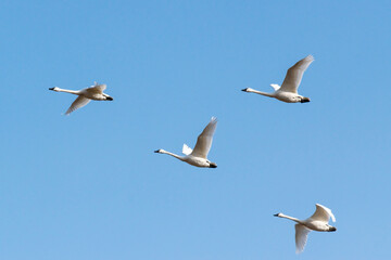 flock of  migrating mute swans in flight