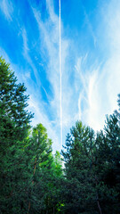 Pine forest and white plane tracks in the blue sky. Bright, summer, beautiful natural landscape.