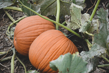 Obraz premium pumpkin in the field