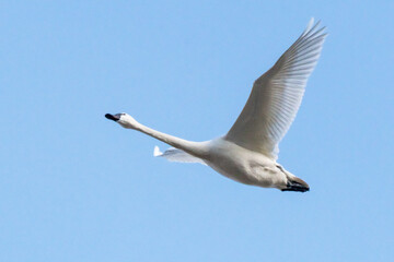 A close up of mute swan flying in the sky