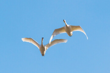 Fototapeta na wymiar A pair of a mute swans flying together in the sky. 