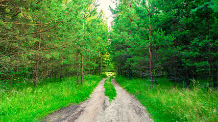 Fototapeta premium Dirt road among green pine forest. Bright natural landscape.