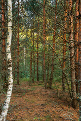 Fototapeta premium Pine forest in summer, natural landscape. Vertical frame. 