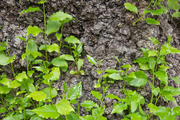 old log with new shoot and fresh green leaves, new life-conceptYoung shoots on an old tree. An old log with a new shoot and fresh green leaves, new life - concept