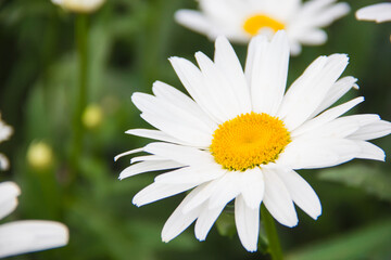 Obraz premium Daisy close-up on a green background. Chamomile flowers on a beautiful summer day.