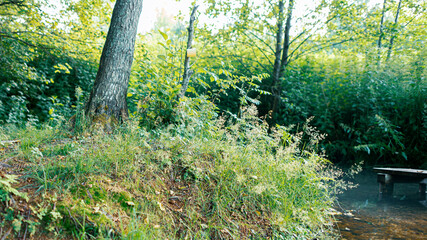 Fototapeta premium Russian nature. A hill near a spring and a mug for drinking water hanging from a tree.