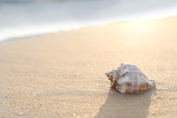 Fototapeta na wymiar Sandy beach with beautiful seashell on sunny day. Space for text