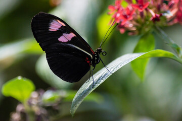 Obraz na płótnie Canvas A black butterfly with white and pink spots on a green leaf, with red flowers in the background