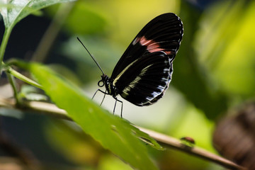A black butterfly with white and pink spots  on a  green leaf