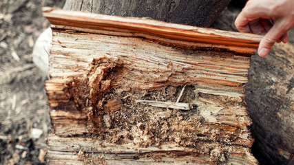 An anthill inside a shabby broken stump.